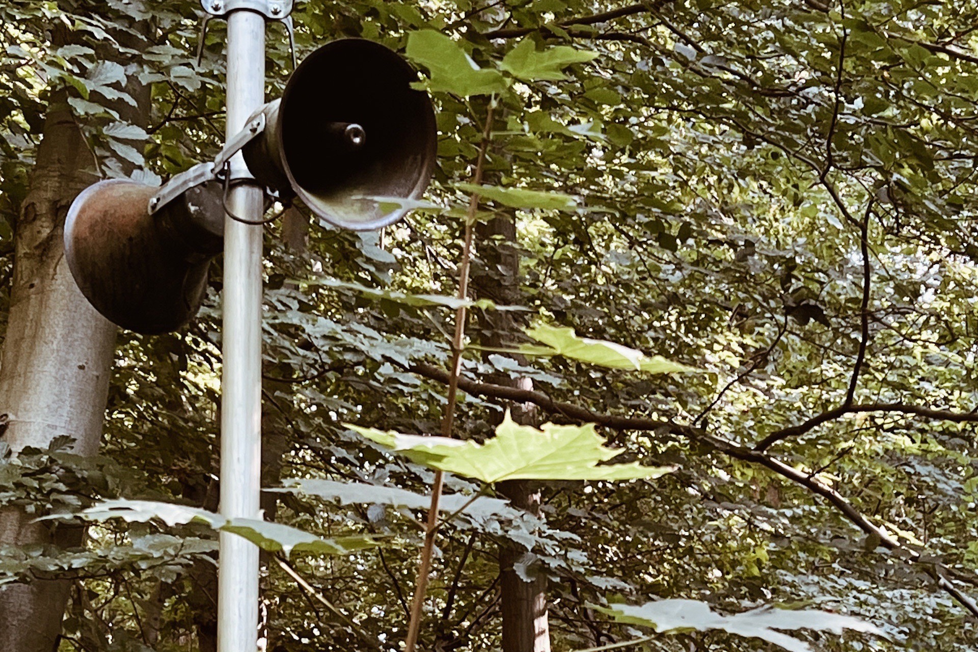 Lautsprecherpaar im Wald
